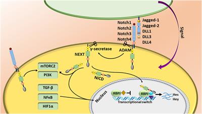 Notch Signaling as a Regulator of the Tumor Immune Response: To Target or Not To Target?